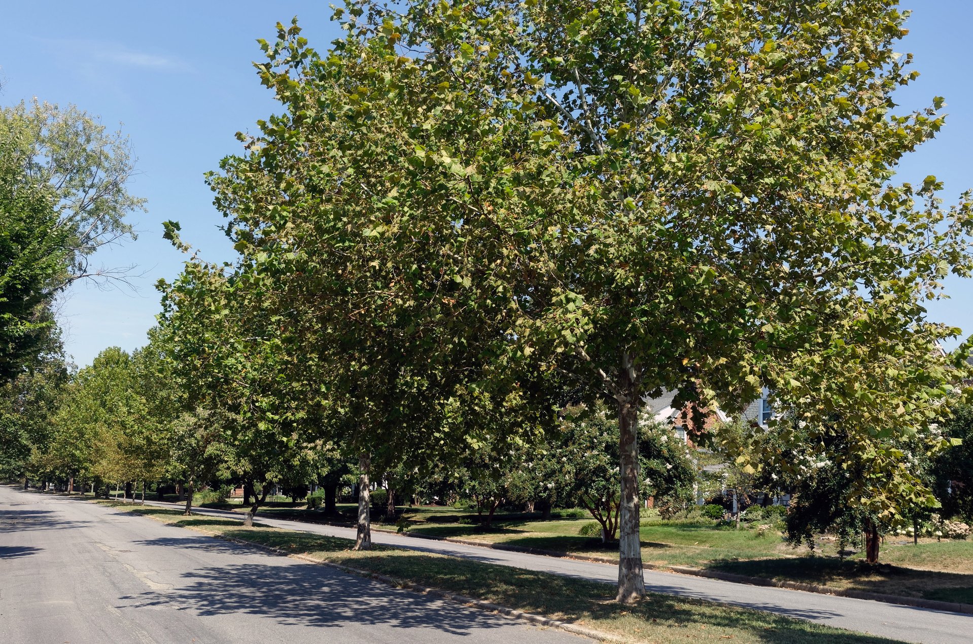 Tree Lined Neighborhood Street