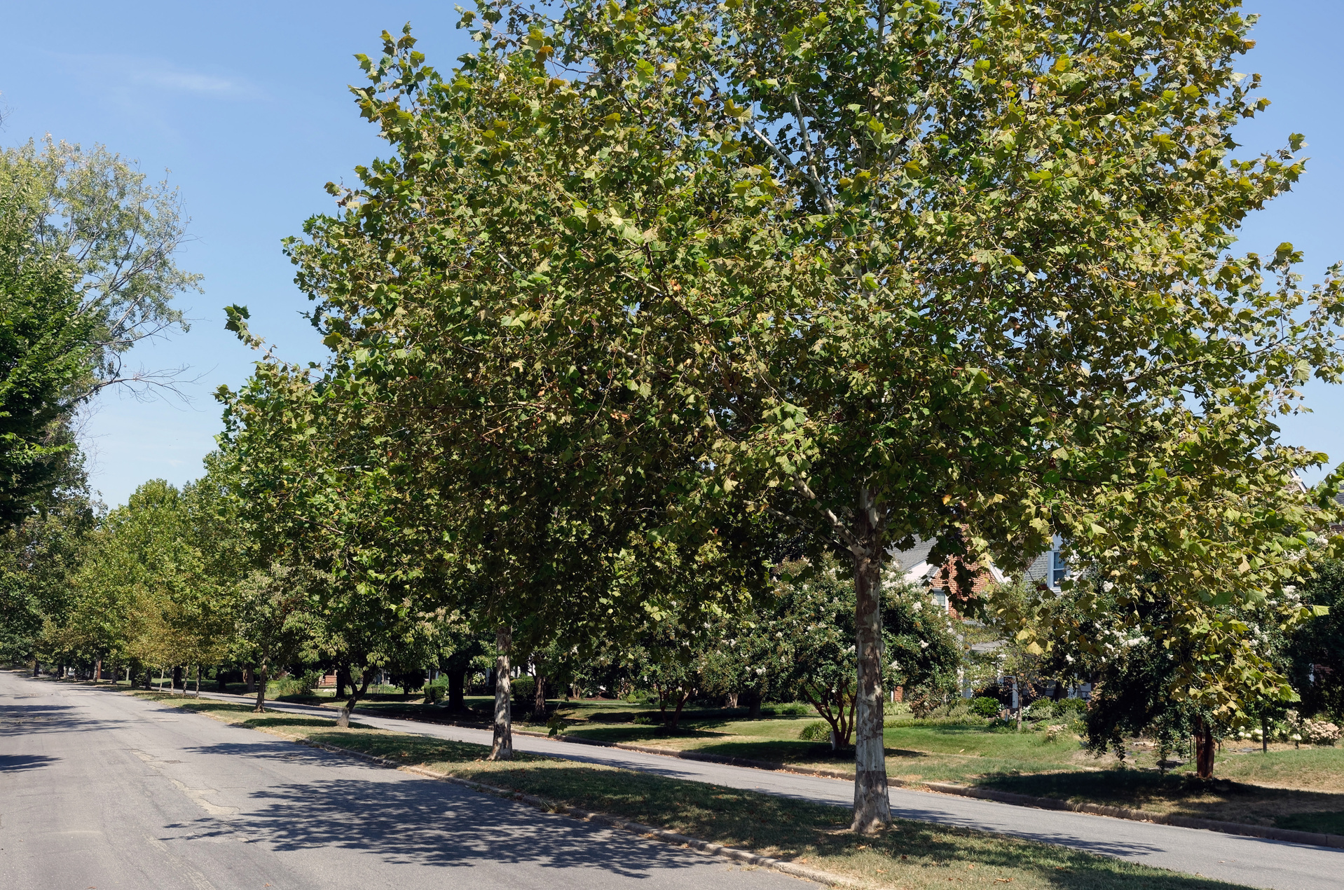 Tree Lined Neighborhood Street